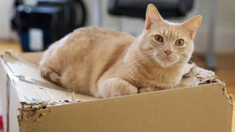 A buff tabby cat sitting on top of a cardboard box with torn apart corners.