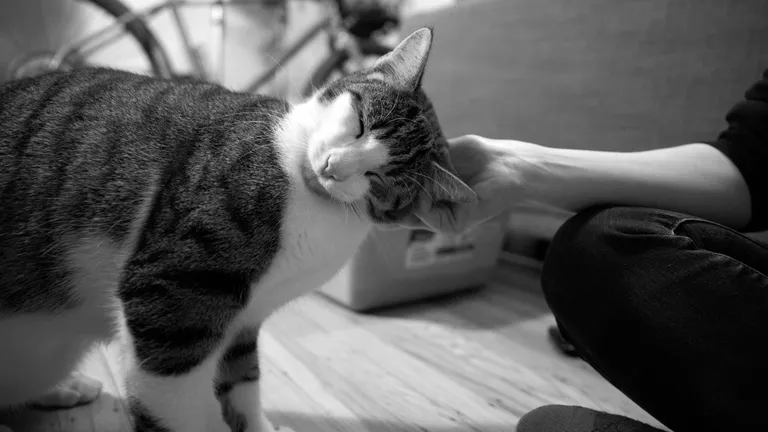 Marsh pressing his head into Kat's hand for ear scritches.