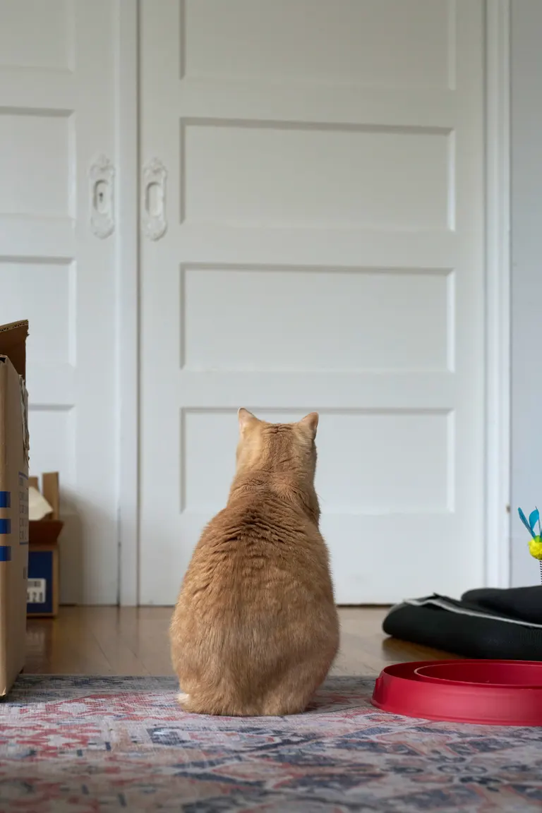 Looking at the back of a buff tabby looking towards closed pocket doors.