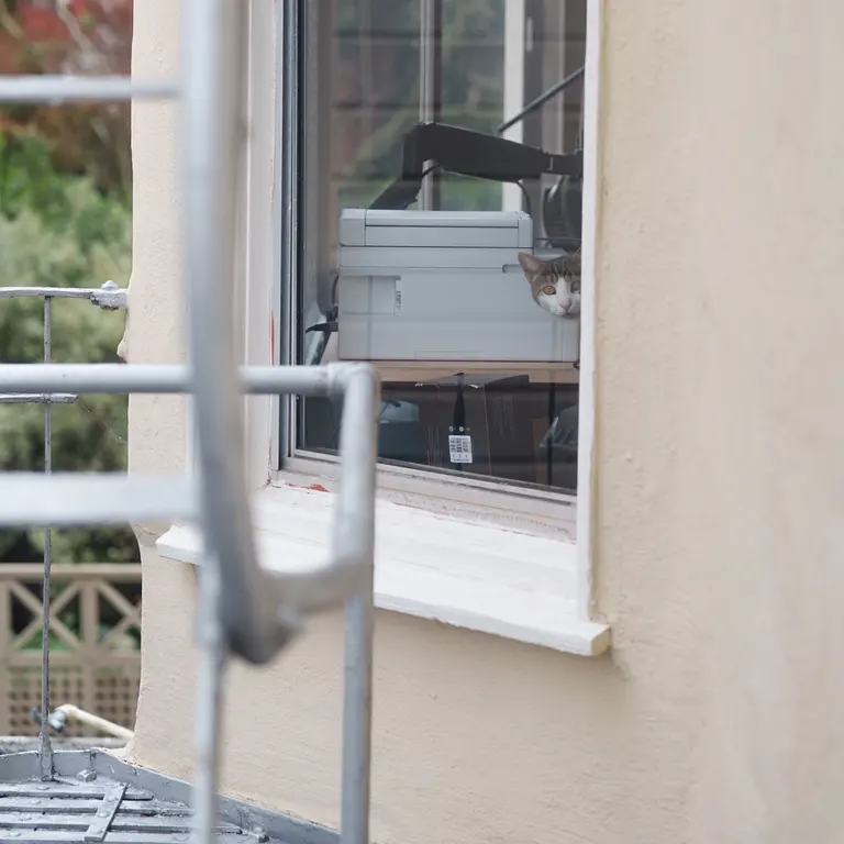 The face of a brown and white tabby with honey eyes poking his head behind a window.