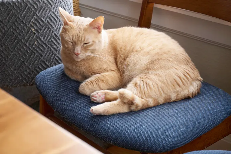 A buff tabby lying on a blue chair curled up and sleeping.