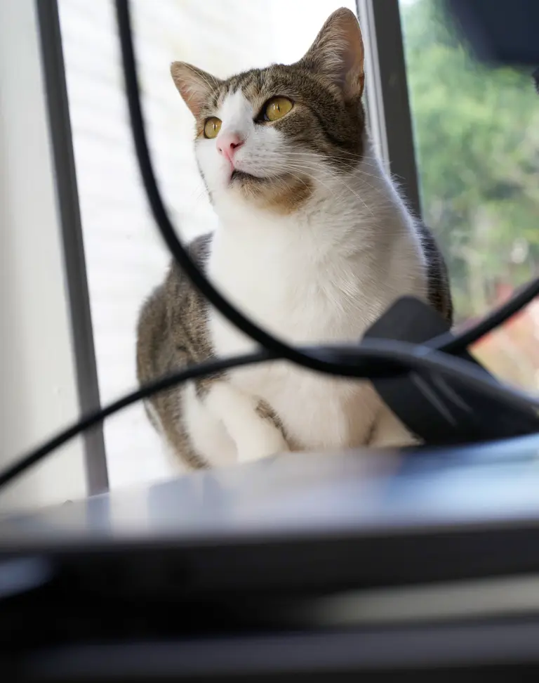 A brown tabby staring off into the distance.