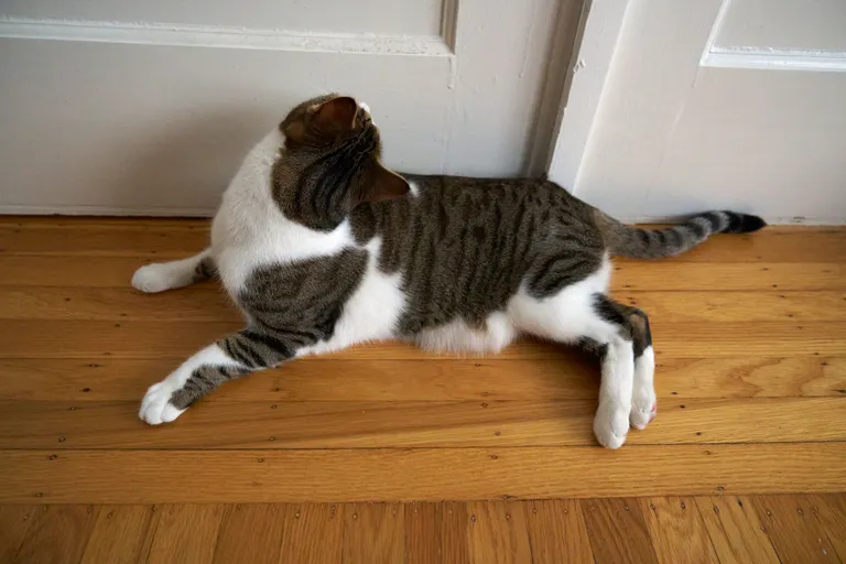 Marsh lying right in front of the pocket doors.