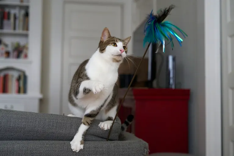 Marsh, a brown and piebalded tabby on the back of a couch looking up at a teaser toy.