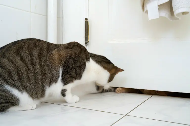 A brown piebalded tabby sticking his paw under a door. The gap under the door has a buff tabby lying down.