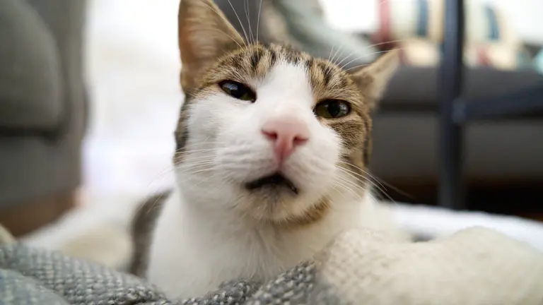 A brown and piebalded tabby making a very goofy face, half-asleep, looking at the camera with his chin up