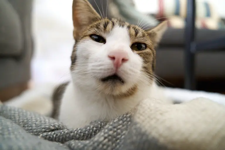 Marsh making a very goofy face, half-asleep, looking at the camera with his chin up