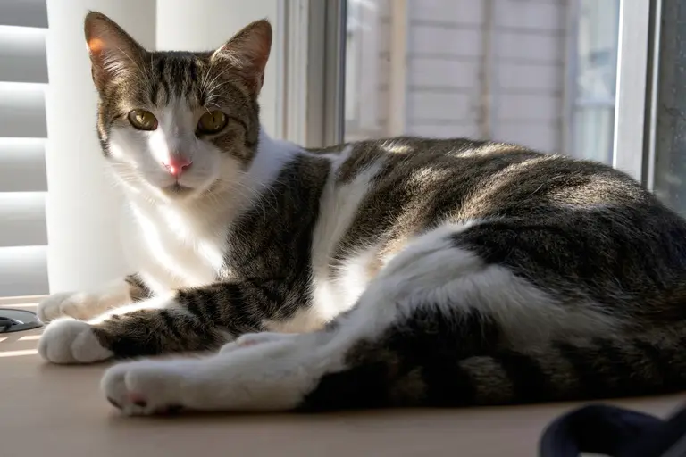 A brown piebalded tabby looking at the camera sitting on a desk under dappled light