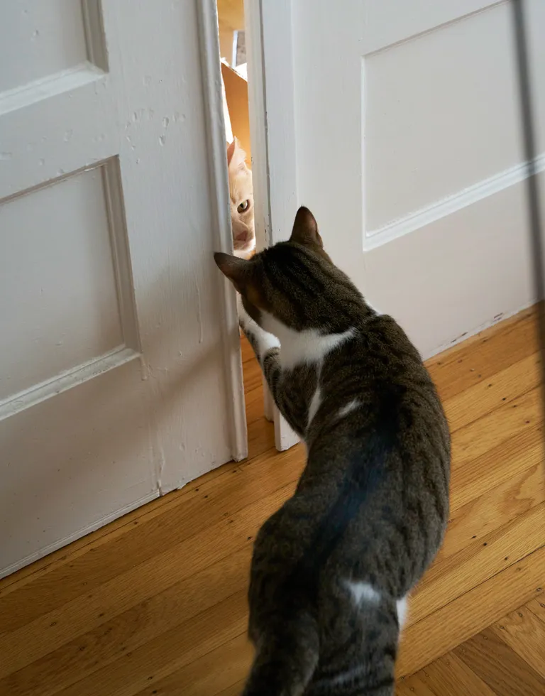 Looking at a gap in a sliding pocket door. Marsh is facing away from the camera and sticking his paw through the door. Gus is sniffing intently at the gap.