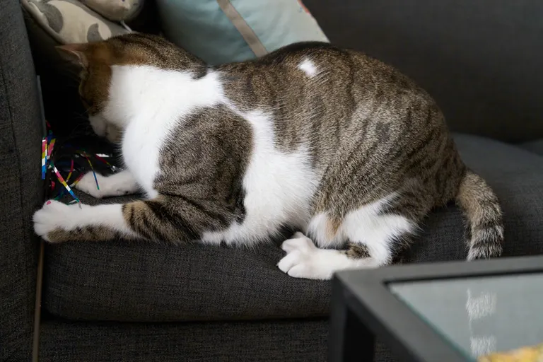 Marsh on the edge of a couch pawing at a teaser toy.