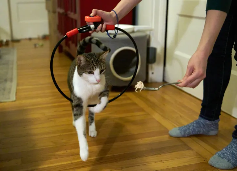 Marsh jumping through a hoop towards a spoon with a heaping pile of shredded chicken