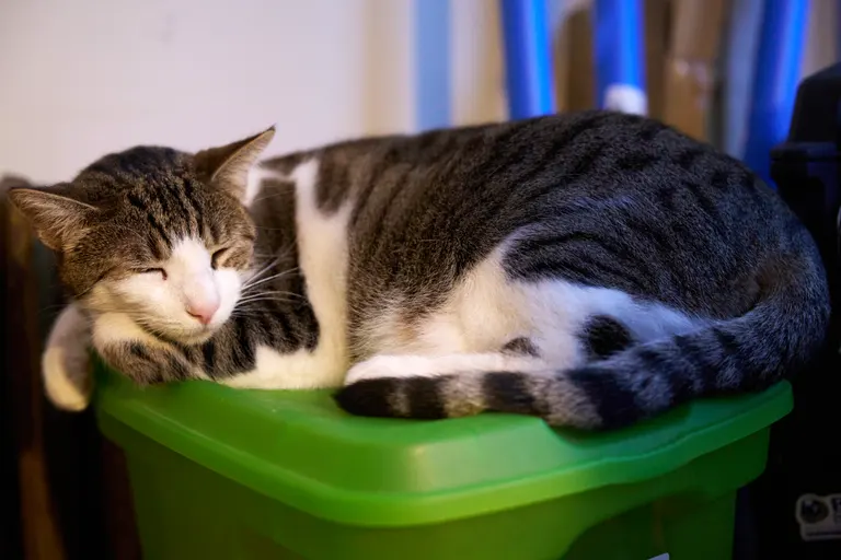 Marsh sleeping on top of a green tote