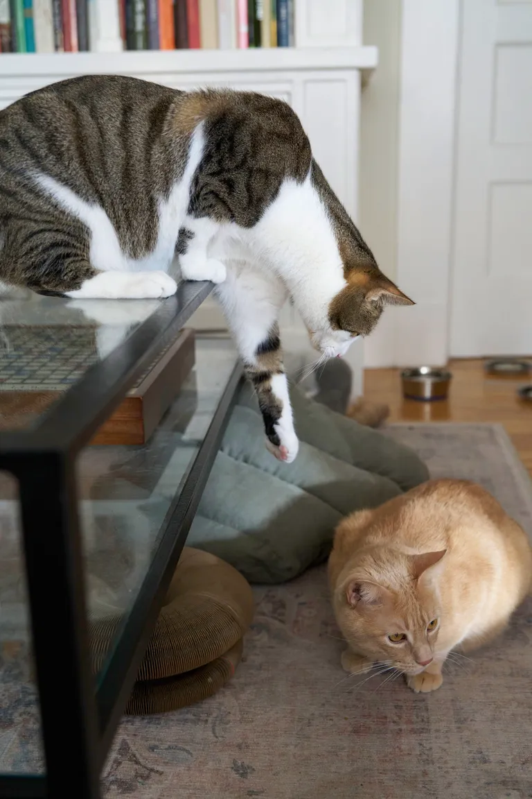 Marsh on top of a glass table reaching for an unsuspecting Gus on the floor