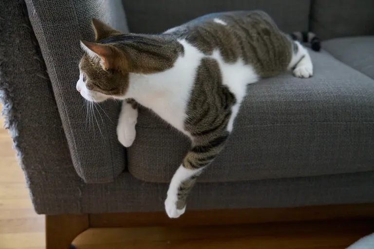 A brown piebalded tabby lounging on a couch looking intently out of frame with his paw hanging over