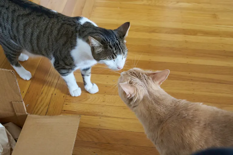 Marsh and Gus snuffing each others noses