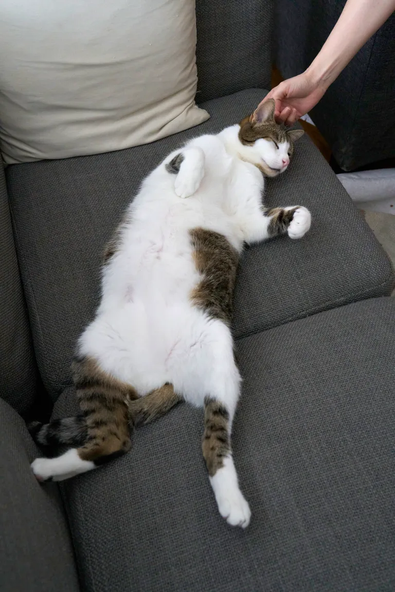 Marsh lounging on the couch with his belly up and a hand from out of frame petting him