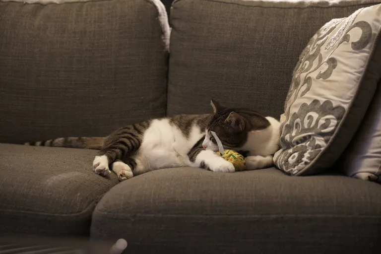 Marsh on the couch with relaxed body language and closed eyes, his head resting on a toy that looks like a pineapple.