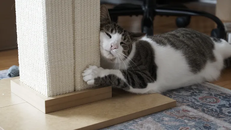 A piebalded and brown tabby lying on the floor with his face squished against a scratching post