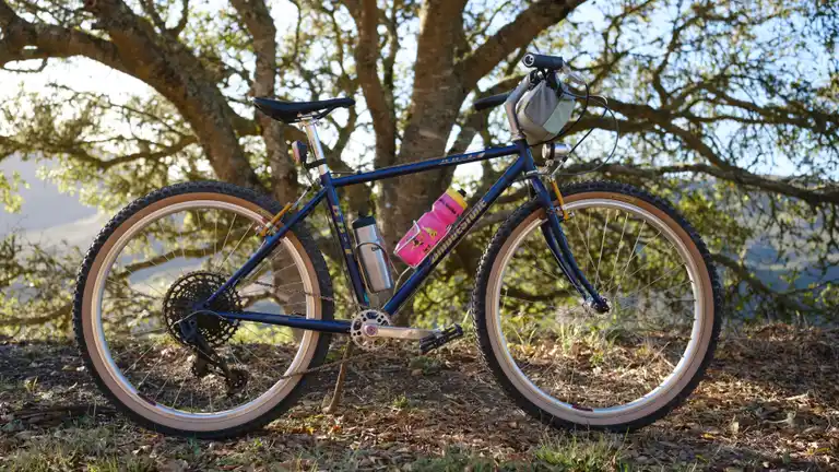 A blue and gold bike in front of a side-lit oak tree.