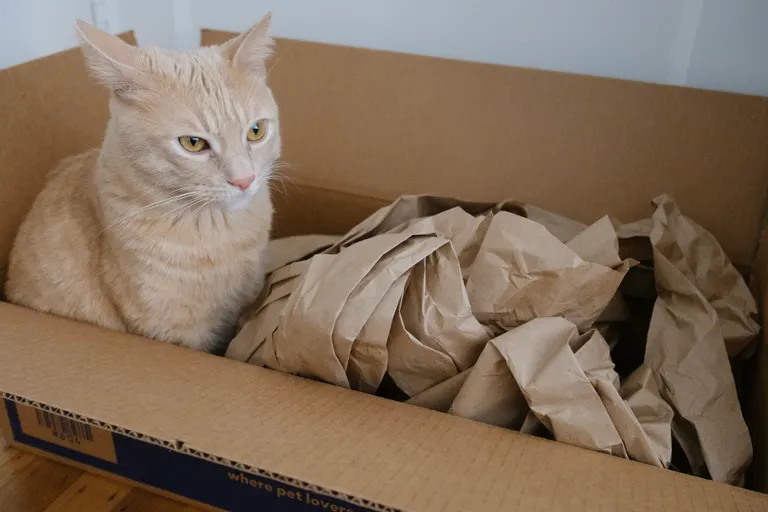 A buff tabby cat in a box with paper wrapping