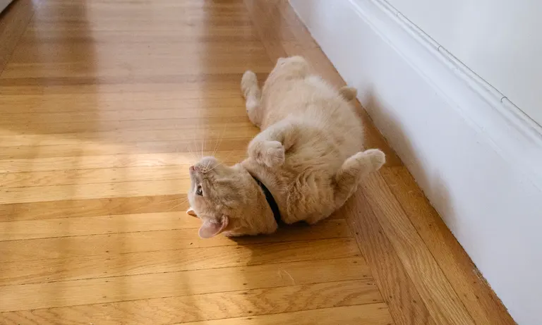 A buff tabby cat with his belly and harness exposed.