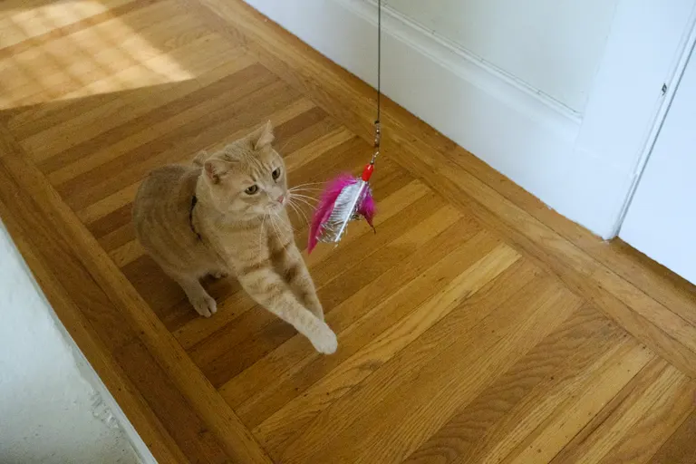 A buff tabby cat on his back legs pouncing at a feather toy.