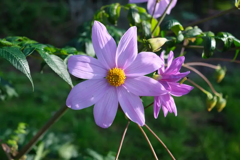 A flower with seven violet petals and a yellow center