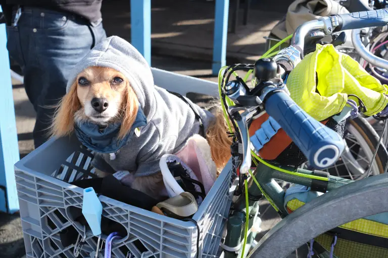 Goldberg in a little hoodie sitting in the bike basket looking at the camera