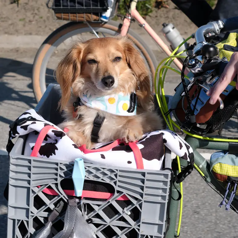 Goldberg with his front paws on a cow-patterned tote in the bike basket