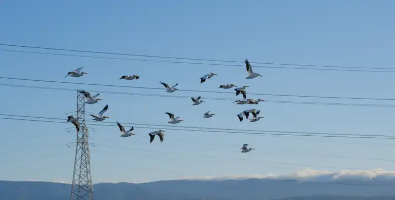 A flock of pelicans in the sky in front of power lines and the fog