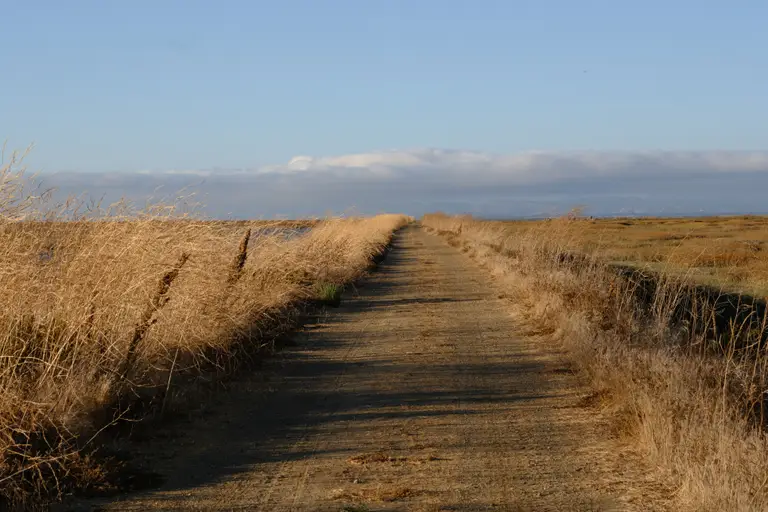 A dirt doubletrack trail with tall grasses on each side going towards the East Bay hills