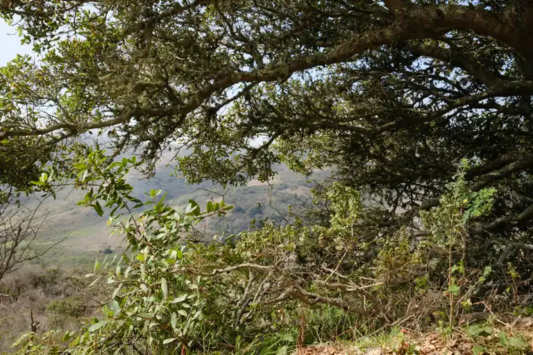 A close up of the oak tree with the Marin hills in the background.