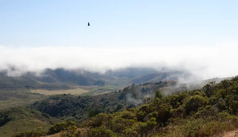 Fog covering the tops of the hills in Marin with an eagle flying above the fog.