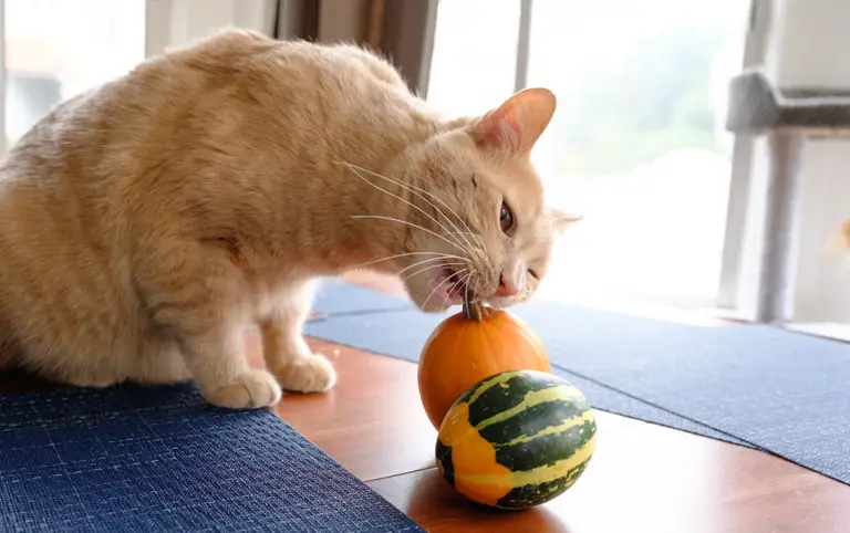 A buff tabby cat squinting his left eye and gnawing on the stem of a small orange pumpkin