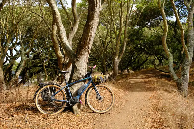 A blue e-bike with black fenders resting on an oak tree beside a dirt path surrounded by other old oaks