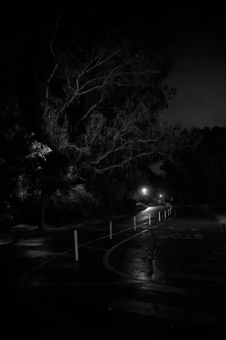 A curvy road of white flex posts at night with two street lamps shining into the camera under a tree