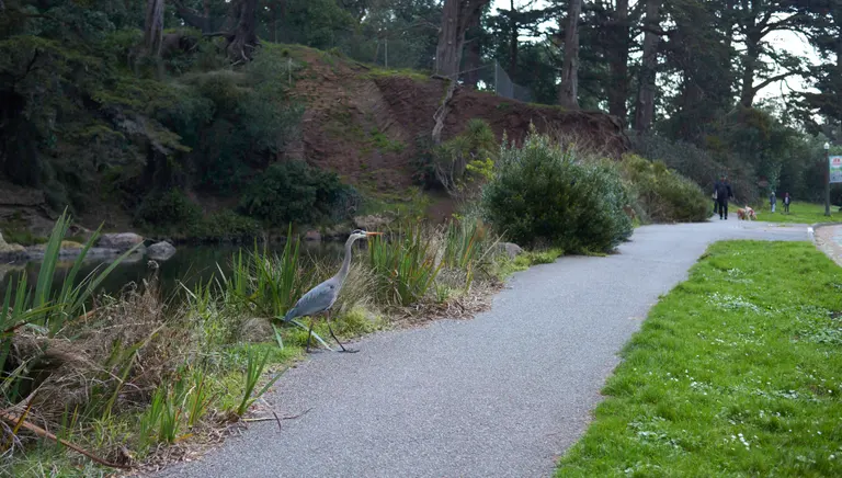 A blue heron walking across a paved sidewalk