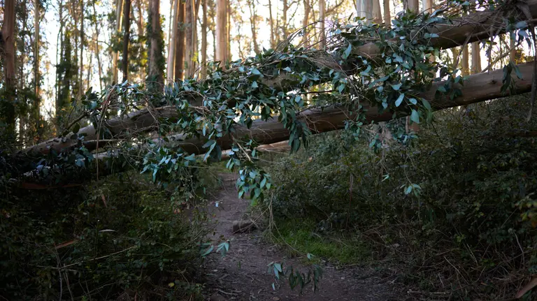 Two downed tree trunks across a narrow dirt path in a forest