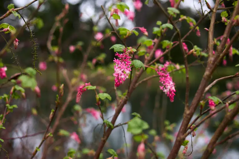 Pink-flowering currant branches and flowers in front of Lake Metson