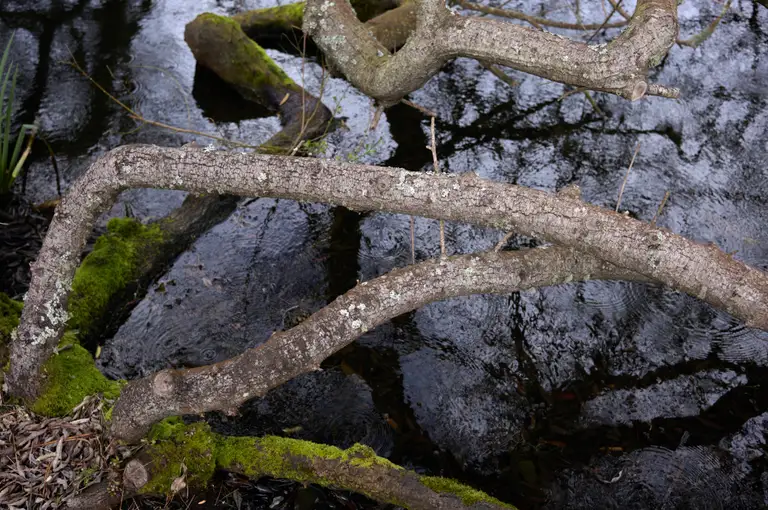 An abstract pattern of oak branches and moss over a dark lake
