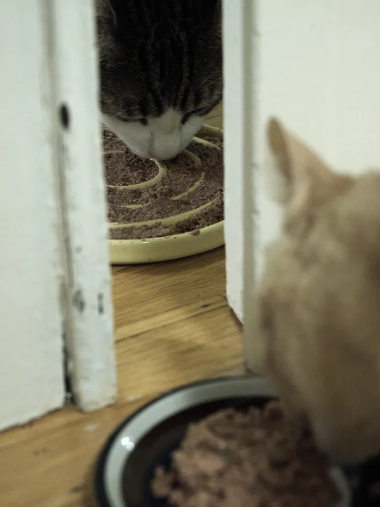 Marsh on one side of a cracked door eating his pate and Gus on the side closer to the camera eating pate, slightly out of focus