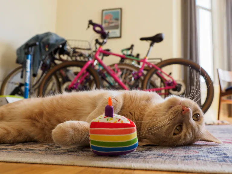 A buff tabby cat named gus with his birthday cake toy