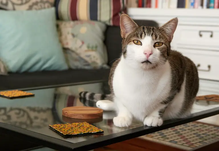 Marsh, a brown and piebalded tabby sitting on a glass coffee table.