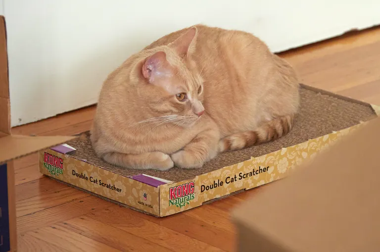 A buff tabby sitting on a cardboard box labelled "Double Cat Scratcher" in front of a door.