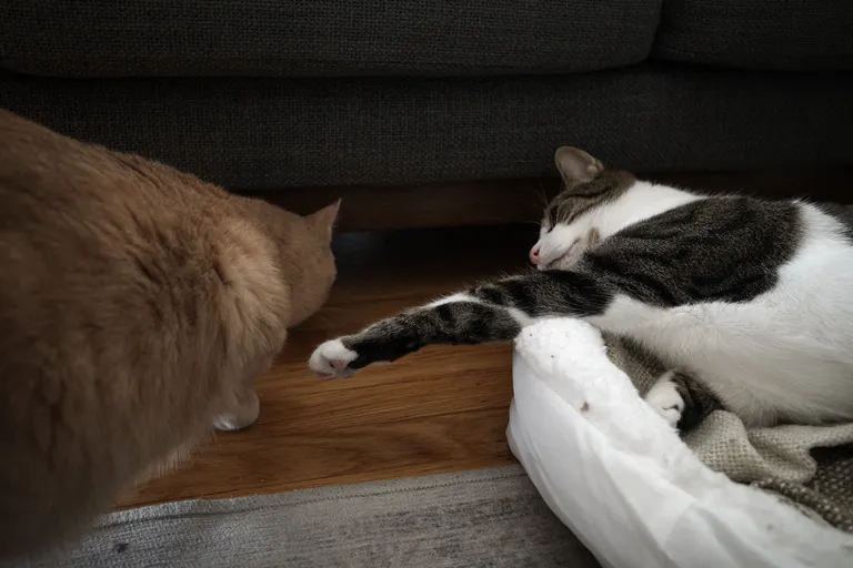 Marsh in his bed reaching towards Gus who is looking at something under the couch.