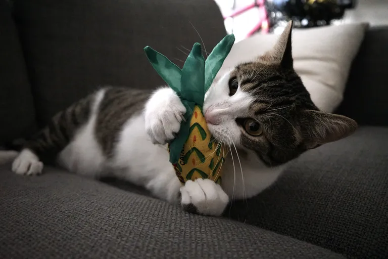 Marsh looking at the camera while biting a pineapple toy.