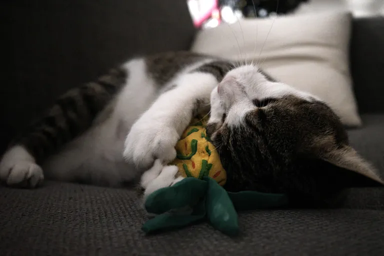 Marsh with his head upside-down and nuzzling his pineapple toy.