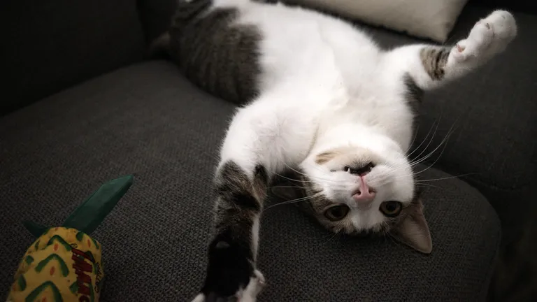 Marsh on the couch reaching towards the camera with his belly up and two front teeth exposed.