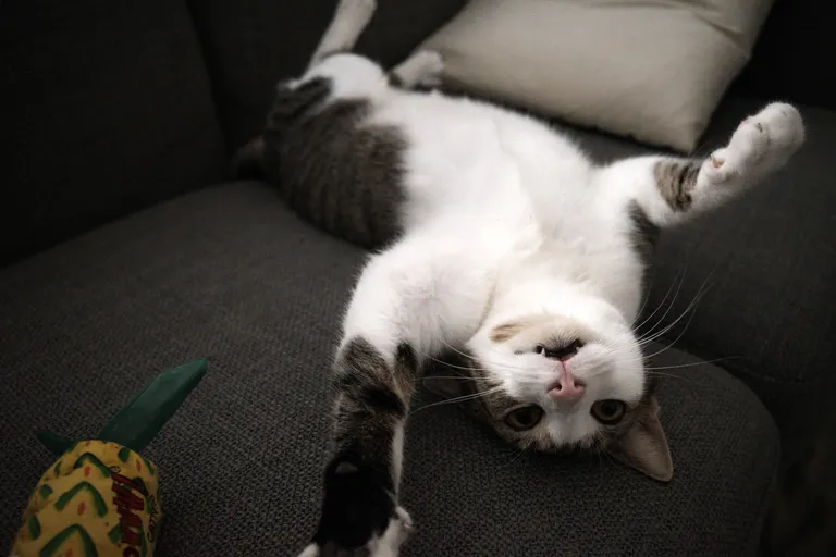 Marsh on the couch reaching towards the camera with his belly up and two front teeth exposed.