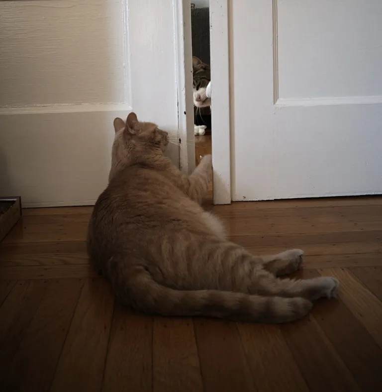 Gus and Marsh with a paw each through the cracked door.